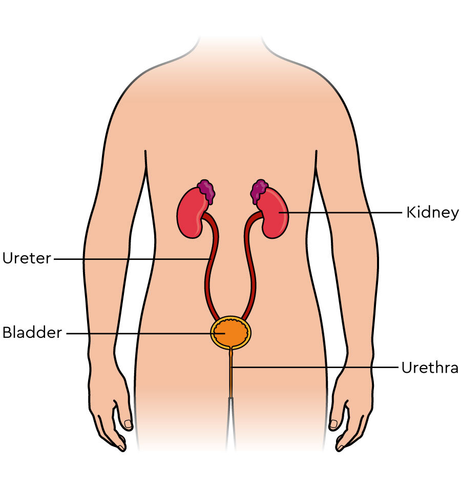 Tumours of the adrenal glands - Cancer Information - Macmillan Cancer